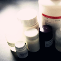 ConA-瓊脂糖凝膠